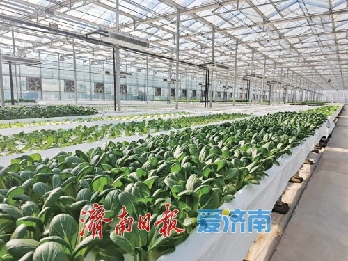 泉城沃野繪新卷 多維賦能讓鄉村產業旺起來