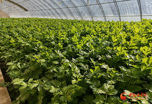 涇川 打造“放心菜”品牌，推動蔬菜種植大產業提質增效