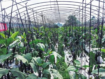 種植戶實(shí)操指南 掌握蔬菜高效栽培技術(shù)，實(shí)現(xiàn)優(yōu)質(zhì)高產(chǎn)