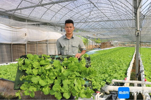 三亞推廣耐濕熱蔬菜新品種與新技術，全力保障本地蔬菜穩定供給