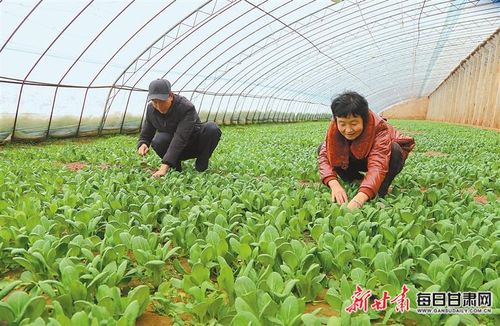 慶陽西峰肖金鎮設施蔬菜基地 科技賦能精細管護，繪就產業興旺新畫卷