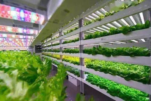 中日荷三國植物工廠最新發展案例 垂直農業與蔬菜種植的創新實踐