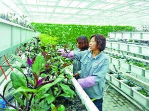 臨河區 有機蔬菜工廠助力現代農業新篇章