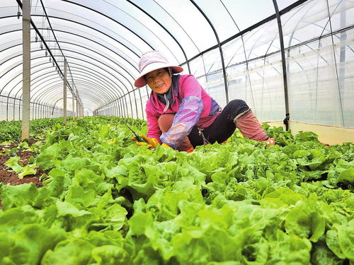 電管家護航蔬菜產業發展 為綠色菜園注入穩定動能