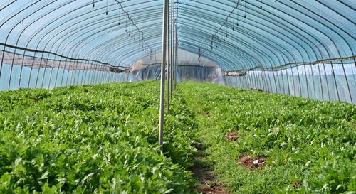 貴溪這個村 蔬菜產業“蔬”寫鄉村振興新篇章，年銷售額突破800萬元