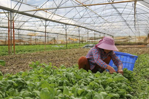 萬寧簽訂7886余畝常年蔬菜種植協議 保障菜籃子長期穩定供給
