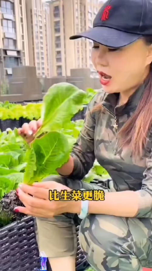 脆嫩香甜的孔雀菜 我的鄉(xiāng)村田園生活與優(yōu)質(zhì)農(nóng)產(chǎn)品種植
