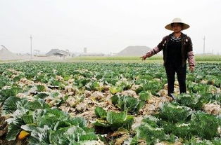 定鼎農(nóng)業(yè)蔬菜種植 技術(shù)賦能，行情導(dǎo)航，開(kāi)啟農(nóng)民致富新篇章