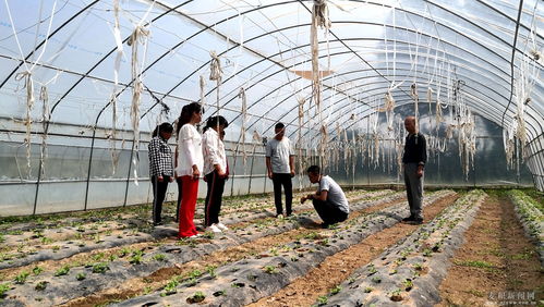 麥積區(qū) 科技特派員深入田間地頭，為蔬菜種植注入新動(dòng)能